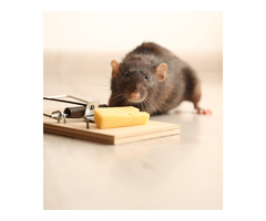 Rat Control Dubai