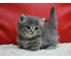 Trained Munchkin Kittens for Sale