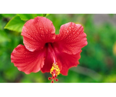 Financial Planner Services Offered Kauai, HI