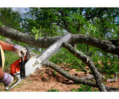 Tree Removal Pass Christian - Acadian Tree and Stump Removal - 2