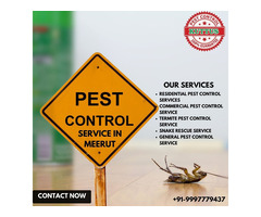 Pest Control Service in Meerut