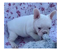 French Bulldog Puppies