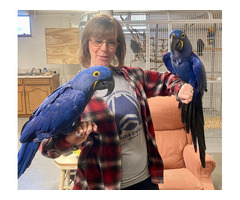 Hyacinth Macaw Parrots, African Grey and More - 2