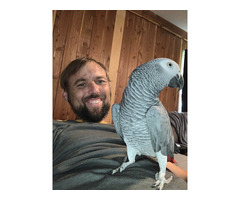 Hyacinth Macaw Parrots, African Grey and More - 3