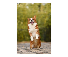 Welsh Cardigan Corgi Puppies