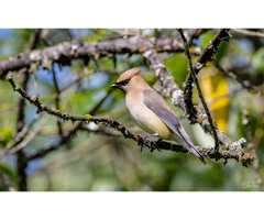 Discover the Beautiful Pictures of Nature Birds In Vancouver - 2