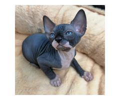 Shpynx Kittens for Sale Near Me
