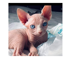Shpynx Kittens for Sale