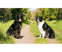 Which is The Best Dog Training in Delhi