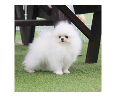 Toy Pomeranian Puppies for Sale in Nagpur