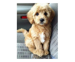 Labradoodle Puppies Price in Nagpur - 3