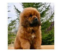 Tibetan Mastiff Puppies Price in Chennai