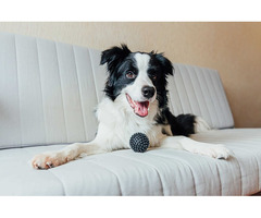 Border Collie Puppies for Sale in Madurai
