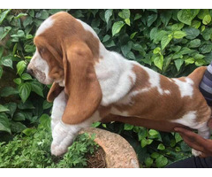 Basset Hound Puppies for Sale in Ahmedabad