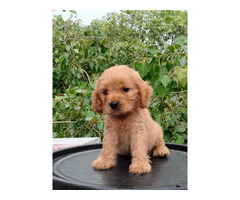 Cockapoo Puppies for Sale in Madurai - 2