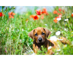 Rhodesian Ridgeback Puppies for Sale in Kolkata - 2