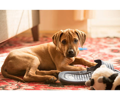 Rhodesian Ridgeback Puppies for Sale in Kolkata - 3