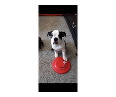 Olde English Bulldogge Puppies For Sale - 2