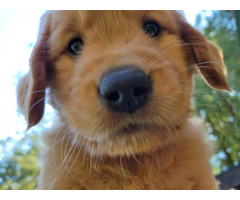 Golden Retriever Puppies For Sale