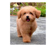Cockapoo Puppies for Sale in Guwahati - 3