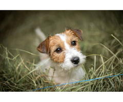 Fox Terrier Wire Puppies for Sale in Chandigarh - 2