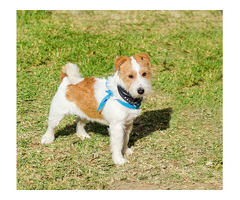 Fox Terrier Wire Puppies for Sale in Chandigarh - 3