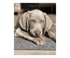 Weimaraner Puppies for Sale in Agra - 2