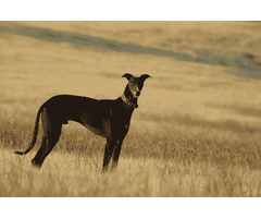 Mudhol Hound Puppies for Sale in Agra - 2