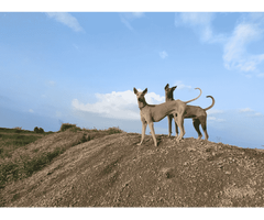 Mudhol Hound Puppies for Sale in Agra - 3