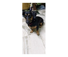Dachshund Puppies for Sale in Madurai - 2