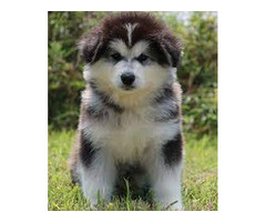 Alaskan Malamute Puppies for Sale in Coimbatore - 3
