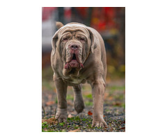 Neapolitan Mastiff Puppies for Sale in Coimbatore