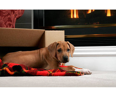 Rhodesian Ridgeback Puppies for Sale in Gurgaon - 2