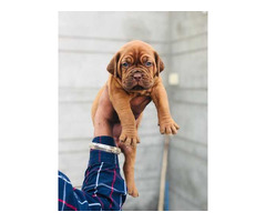 French Mastiff Puppies for Sale in Gurgaon - 3