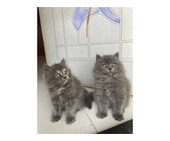 British Longhair Kitten in Gurgaon