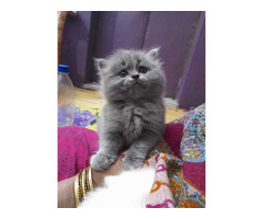 British Longhair Kitten in Gurgaon - 2