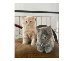 British Longhair Kitten in Gurgaon - 3