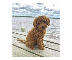 Labradoodle Puppies for Sale in Noida - 3