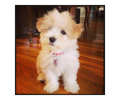 Havanese Puppies For Sale In Mysore - 2