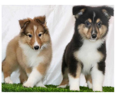 Rough Collie Puppies for Sale in Mysore - 2