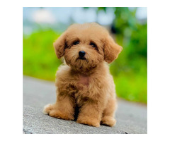 Cockapoo Puppies for Sale in Panipat