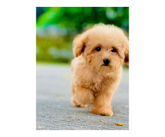 Cockapoo Puppies for Sale in Panipat - 2