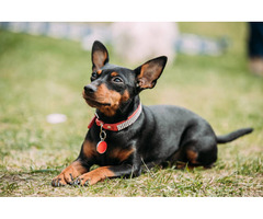 Miniature Pinscher Puppies for Sale in Indore