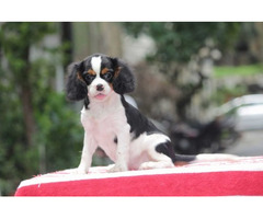 Cavalier King Charles Spaniel Puppies for Sale in Agra
