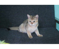 British Shorthair Kitten in Rohtak - 2
