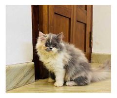 Calico Kitten in Rohtak - 2
