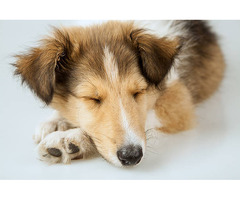 Rough Collie Puppies for Sale in Nagpur - 2