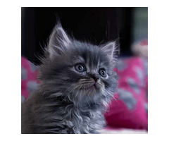 Siberian Kitten in Rohtak - 2