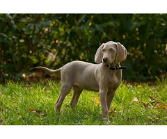 Weimaraner Puppies for Sale in Mysore - 2