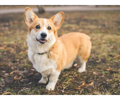 Pembroke Welsh Corgi Puppies for Sale in Rohtak